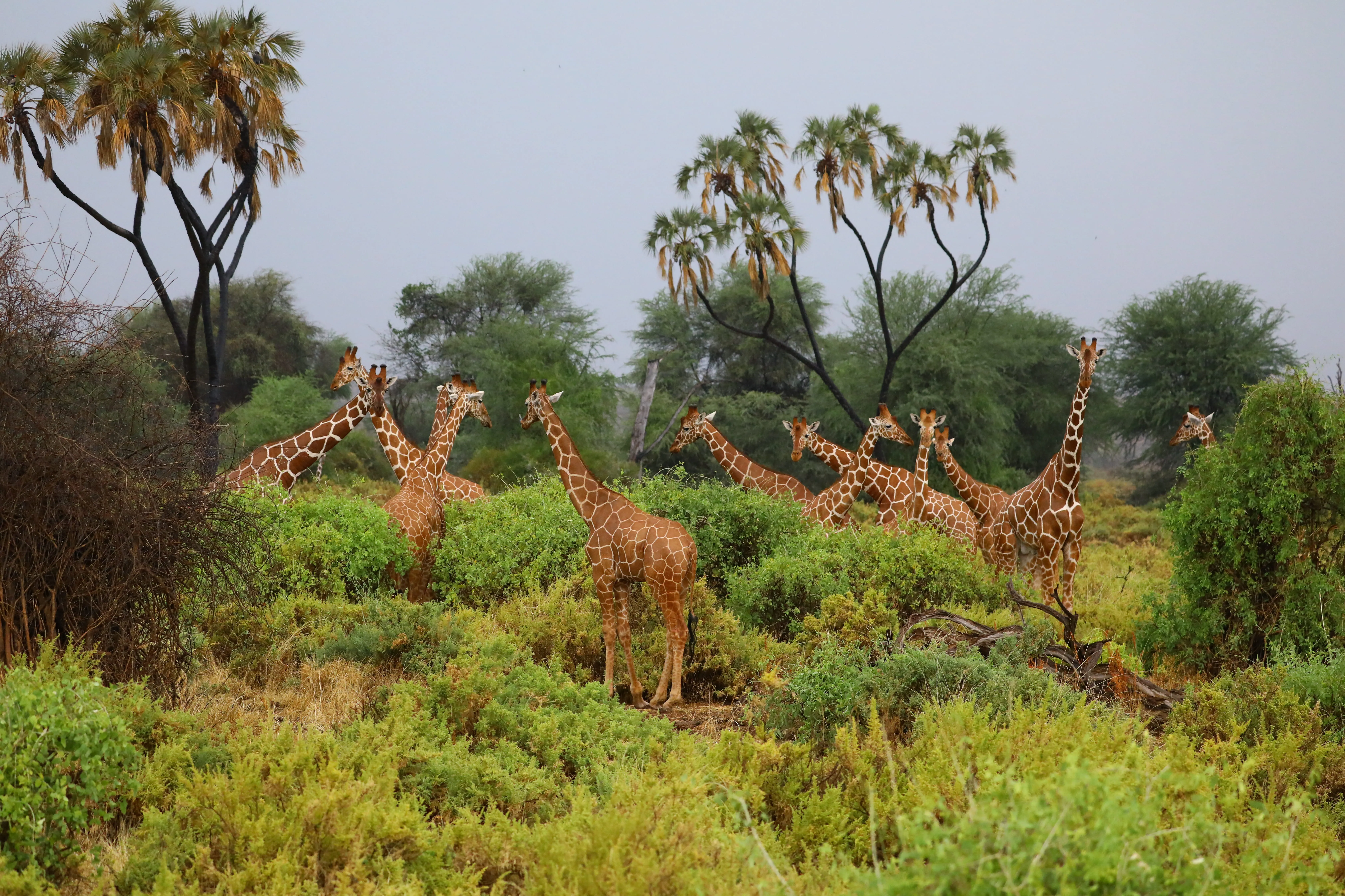 6N/7D Kenya Wildlife Safari Adventure