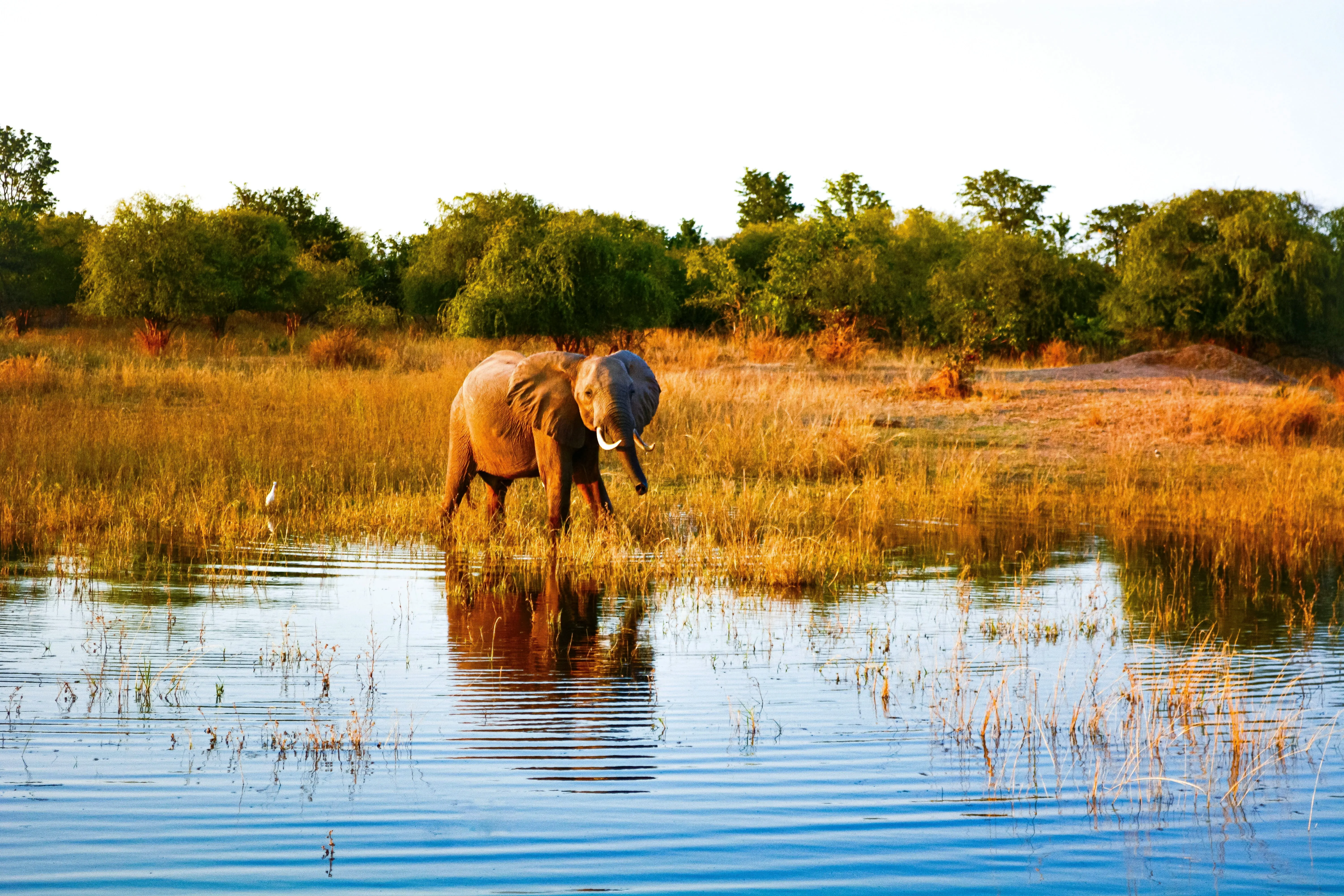 Zimbabwe Tour Package – Victoria Falls & Wildlife Escape