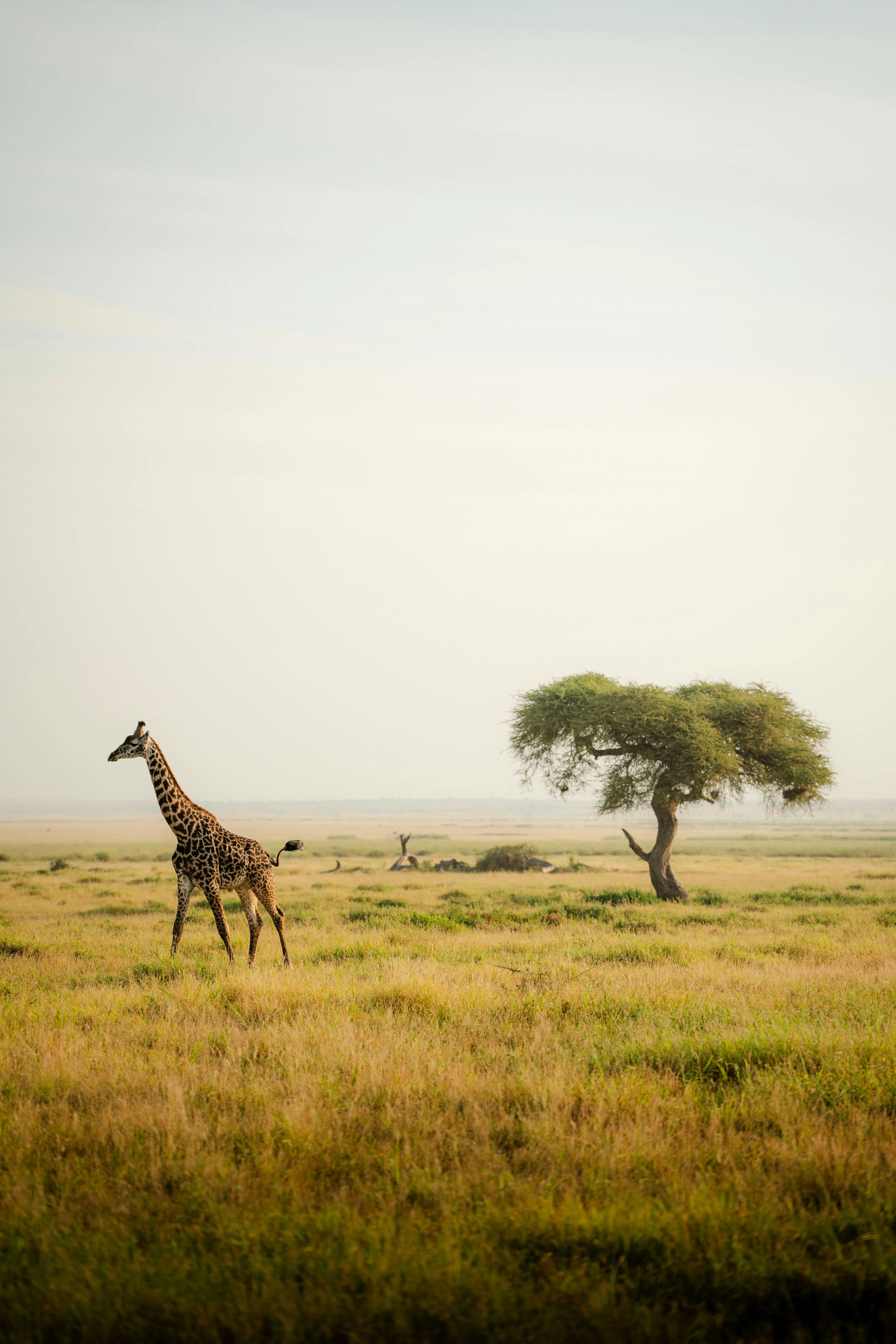 Kenya Wildlife Escape