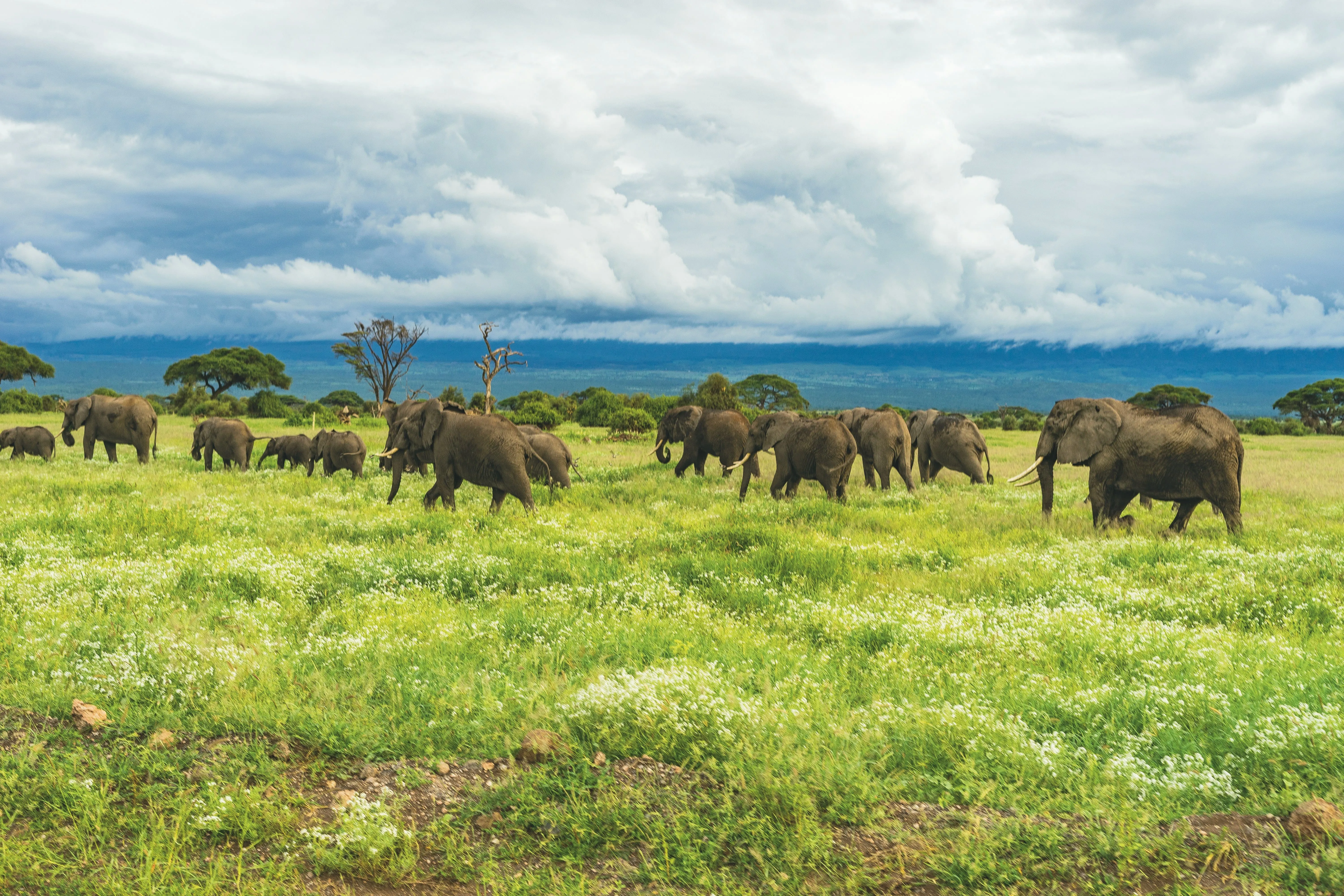 Kenya Tanzania Safari Adventure