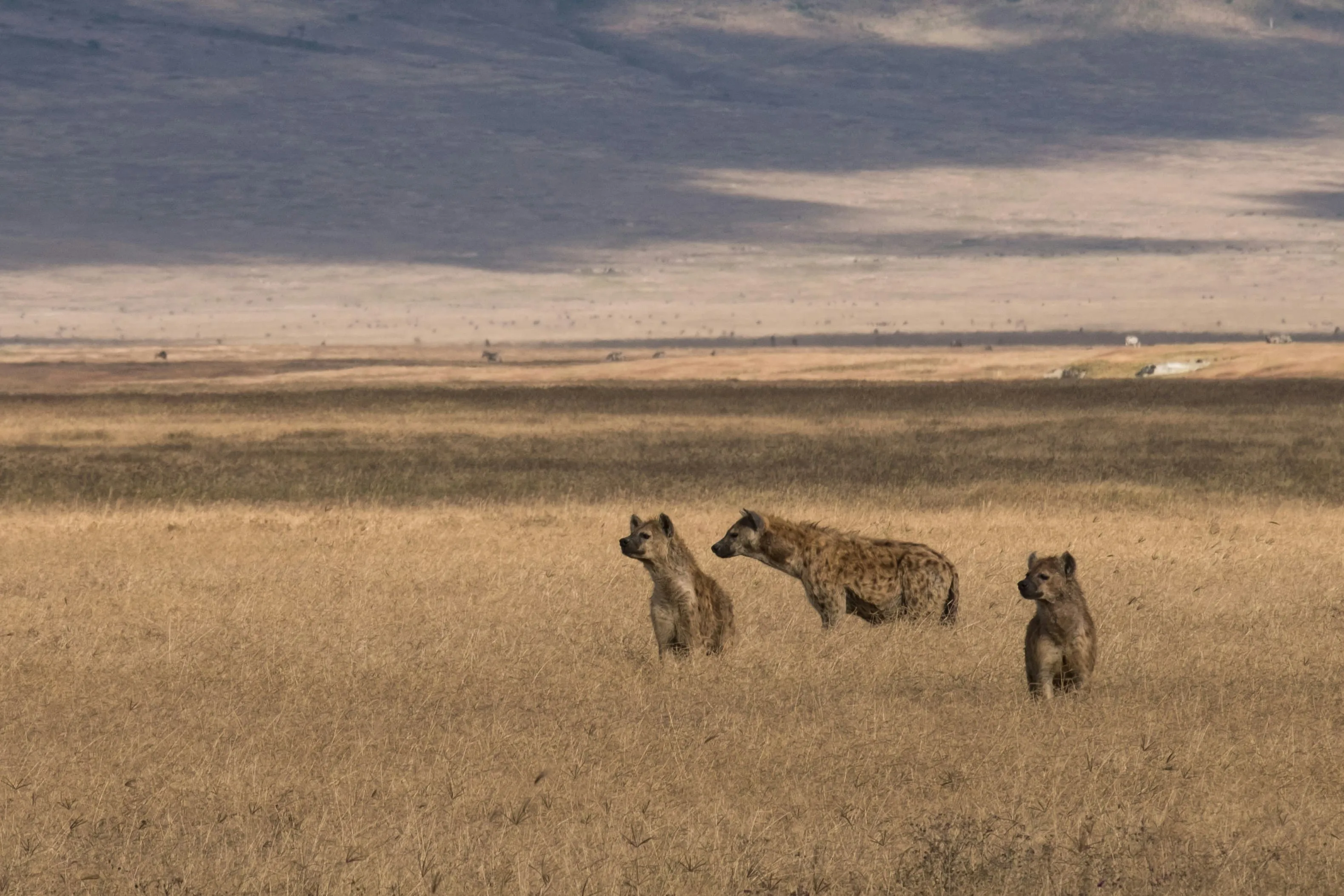 Kenya Tanzania Safari Adventure