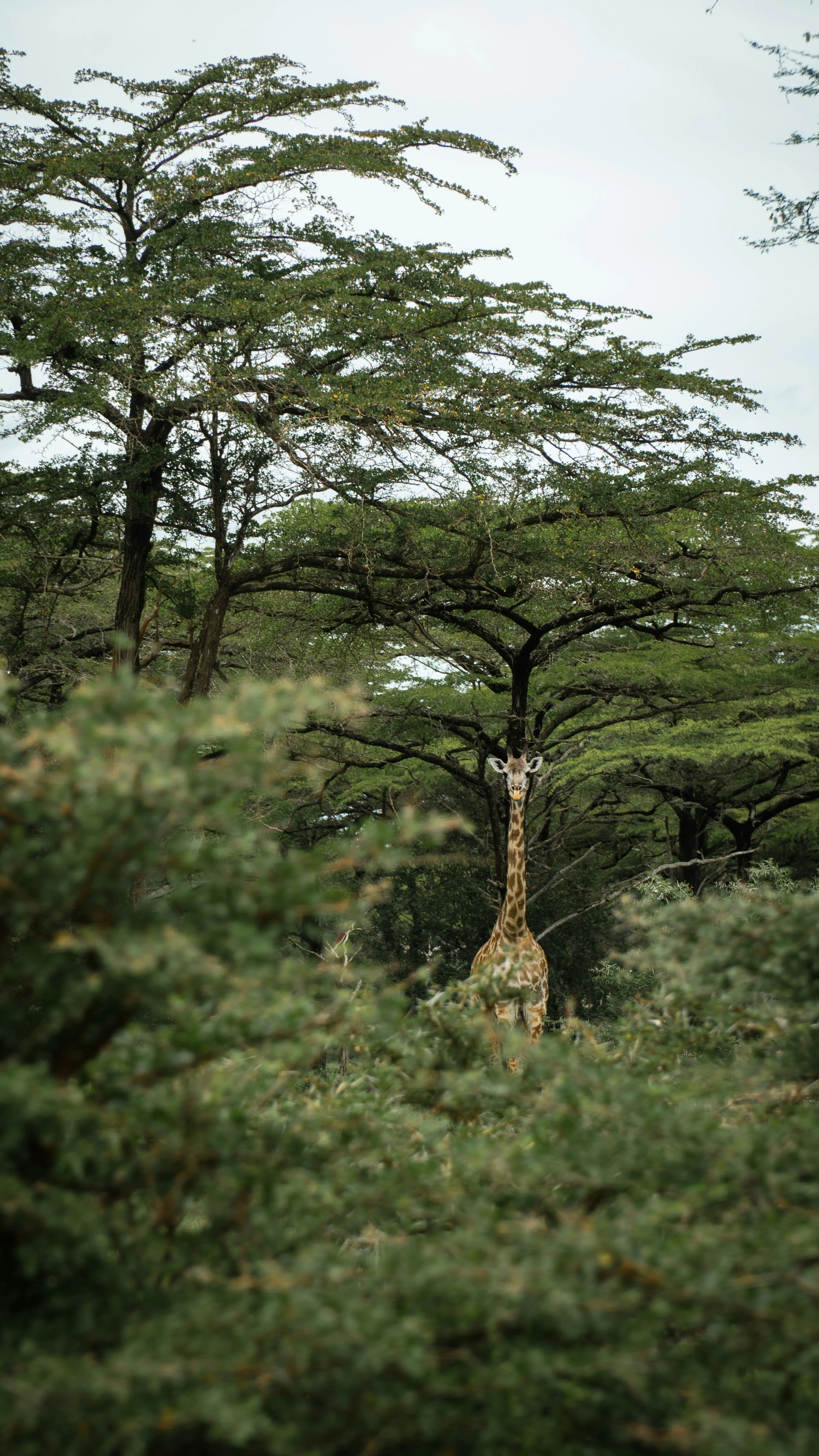 Kenya Tanzania Safari Adventure