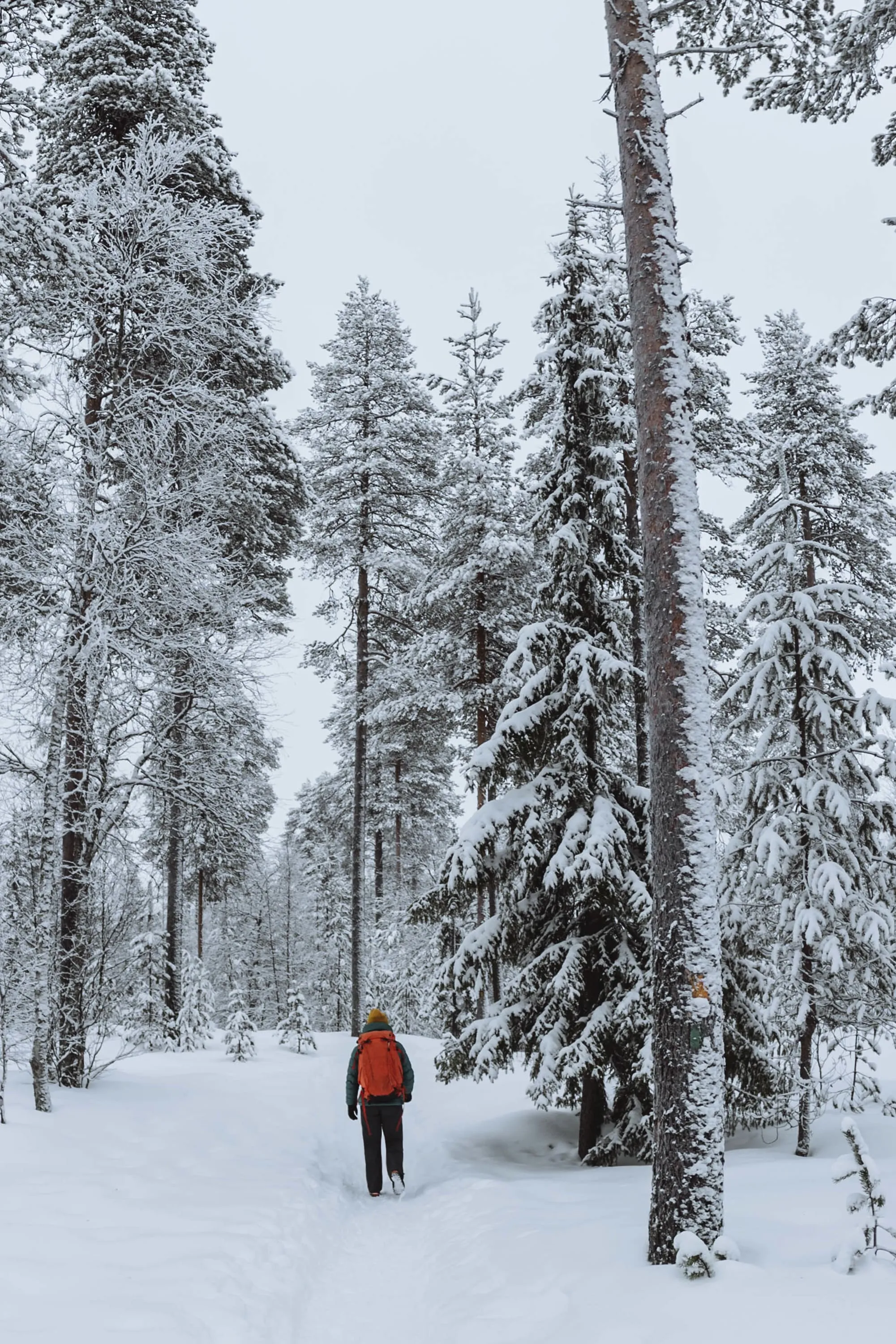 Finland Northern Lights & Lapland Adventure